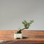 Cotoneaster Bonsai 1061 - Bonsaify