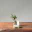 Cotoneaster Bonsai 1061 - Bonsaify