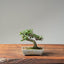 Cotoneaster Bonsai 1062 - Bonsaify