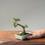 Cotoneaster Bonsai 1063 - Bonsaify