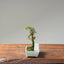 Cotoneaster Bonsai 1063 - Bonsaify