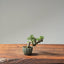 Cotoneaster Bonsai 1064 - Bonsaify
