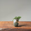 Cotoneaster Bonsai 1064 - Bonsaify