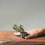 Cotoneaster Bonsai 1064 - Bonsaify