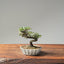 Cotoneaster Bonsai 1065 - Bonsaify