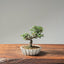Cotoneaster Bonsai 1065 - Bonsaify