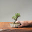 Cotoneaster Bonsai 1065 - Bonsaify