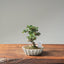 Cotoneaster Bonsai 1065 - Bonsaify