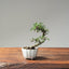 Cotoneaster Bonsai 1066 - Bonsaify