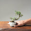 Cotoneaster Bonsai 1066 - Bonsaify