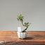 Cotoneaster Bonsai 1066 - Bonsaify