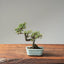 Cotoneaster Bonsai 1067 - Bonsaify