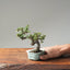 Cotoneaster Bonsai 1067 - Bonsaify