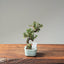 Cotoneaster Bonsai 1067 - Bonsaify