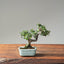 Cotoneaster Bonsai 1067 - Bonsaify