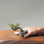 Cotoneaster Bonsai 1068 - Bonsaify