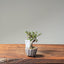 Cotoneaster Bonsai 1068 - Bonsaify