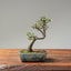 Cotoneaster Bonsai 1070 - Bonsaify