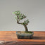 Cotoneaster Bonsai 1070 - Bonsaify