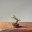 Cotoneaster Bonsai 1071 - Bonsaify
