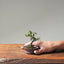 Cotoneaster Bonsai 1071 - Bonsaify