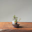 Cotoneaster Bonsai 1071 - Bonsaify