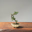 Cotoneaster Bonsai 1072 - Bonsaify