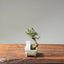 Cotoneaster Bonsai 1075 - Bonsaify