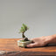 Cotoneaster Bonsai 1075 - Bonsaify