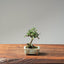 Cotoneaster Bonsai 1075 - Bonsaify