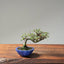 Cotoneaster Bonsai 1076 - Bonsaify