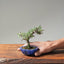 Cotoneaster Bonsai 1076 - Bonsaify