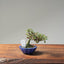 Cotoneaster Bonsai 1076 - Bonsaify