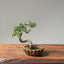Cotoneaster Bonsai 1078 - Bonsaify