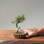 Cotoneaster Bonsai 1078 - Bonsaify
