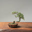 Cotoneaster Bonsai 1078 - Bonsaify