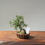Cotoneaster Bonsai 1078 - Bonsaify