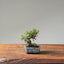 Cotoneaster Bonsai 1079 - Bonsaify