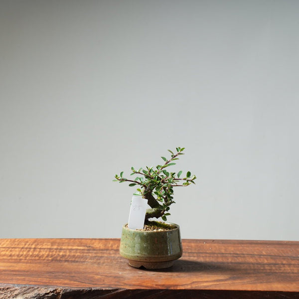 Cotoneaster Bonsai #25 - Bonsaify