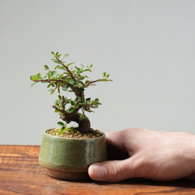 Cotoneaster Bonsai #25 - Bonsaify