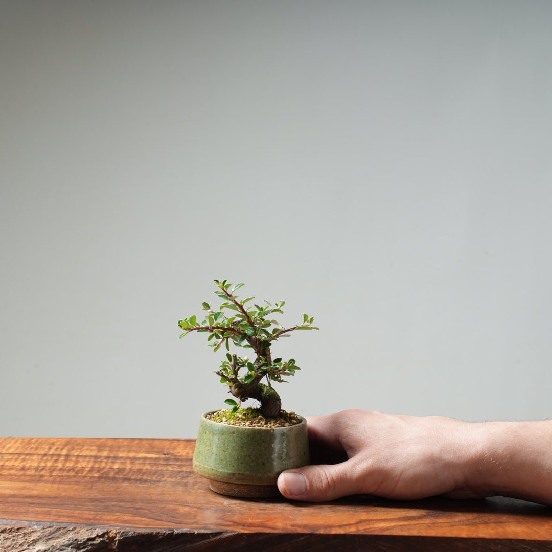 Cotoneaster Bonsai #25 - Bonsaify