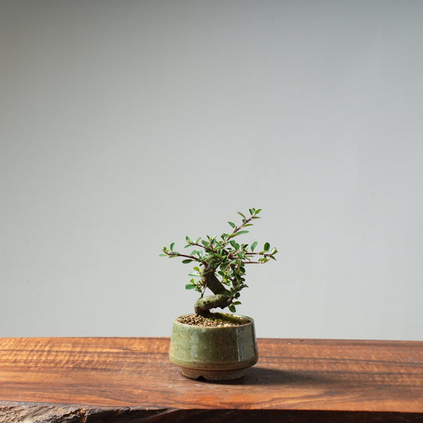 Cotoneaster Bonsai #25 - Bonsaify