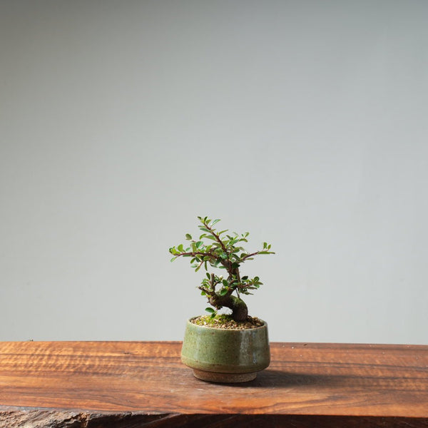 Cotoneaster Bonsai #25 - Bonsaify