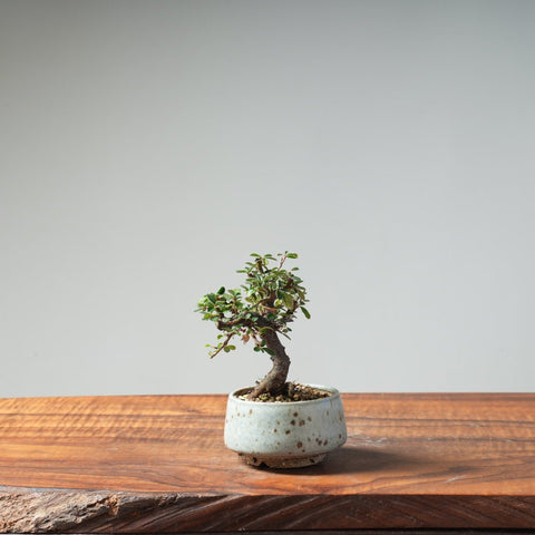 Cotoneaster Bonsai 467 - Bonsaify