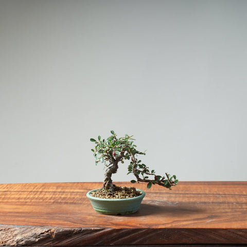 Cotoneaster Bonsai 468 - Bonsaify