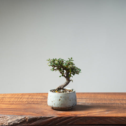 Cotoneaster Bonsai 470 - Bonsaify