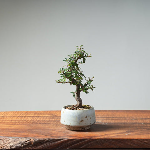 Cotoneaster Bonsai 471 - Bonsaify