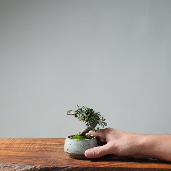 Cotoneaster Bonsai 662 - Bonsaify