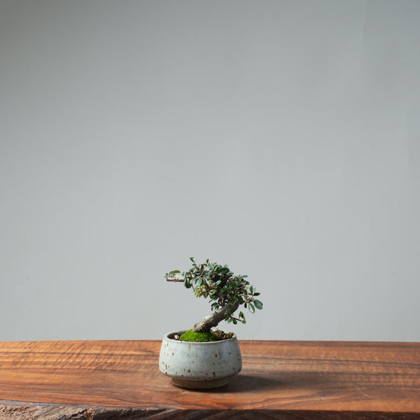 Cotoneaster Bonsai 662 - Bonsaify