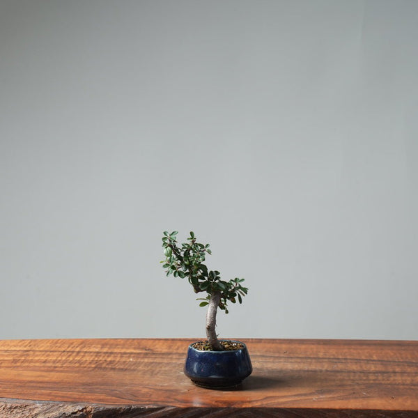 Cotoneaster Bonsai 663 - Bonsaify